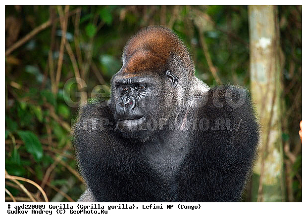 Congo, Gorilla, Gorilla gorilla, Lefini, �������, �����, ������, ��������, ��������, �������������, �������������, �����, �����, XYZ, ��������, Hominidae, �������� �������, Gorilla gorilla