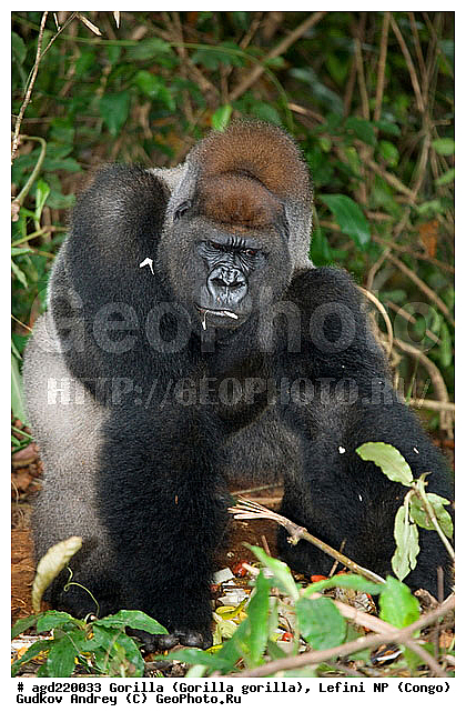 Congo, Gorilla, Gorilla gorilla, Lefini, �������, �����, ������, ��������, ��������, �������������, �������������, �����, �����, XYZ, ��������, Hominidae, �������� �������, Gorilla gorilla