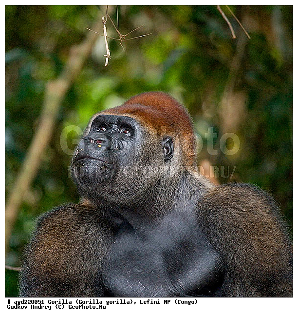 Congo, Gorilla, Gorilla gorilla, Lefini, �������, �����, ������, ��������, ��������, �������������, �������������, �����, �����, XYZ, ��������, Hominidae, �������� �������, Gorilla gorilla