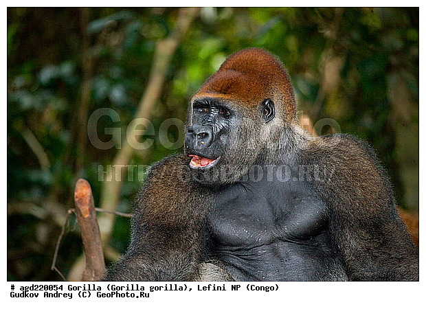 Congo, Gorilla, Gorilla gorilla, Lefini, �������, �����, ������, ��������, ��������, �������������, �������������, �����, �����, XYZ, ��������, Hominidae, �������� �������, Gorilla gorilla