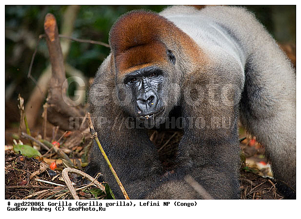 Congo, Gorilla, Gorilla gorilla, Lefini, �������, �����, ������, ��������, ��������, �������������, �������������, �����, �����, XYZ, ��������, Hominidae, �������� �������, Gorilla gorilla
