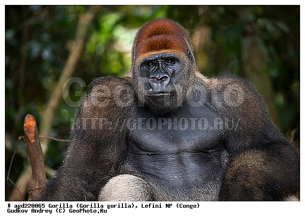 Congo, Gorilla, Gorilla gorilla, Lefini, �������, �����, ������, ��������, ��������, �������������, �������������, �����, �����, XYZ, ��������, Hominidae, �������� �������, Gorilla gorilla