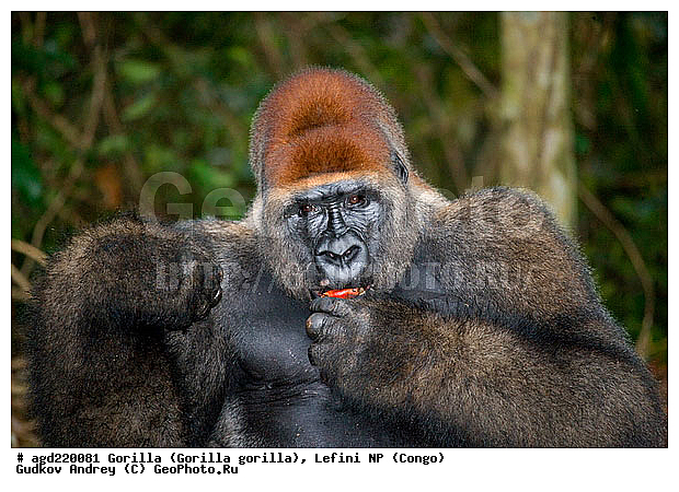 Congo, Gorilla, Gorilla gorilla, Lefini, �������, �����, ������, ��������, ��������, �������������, �������������, �����, �����, XYZ, ��������, Hominidae, �������� �������, Gorilla gorilla