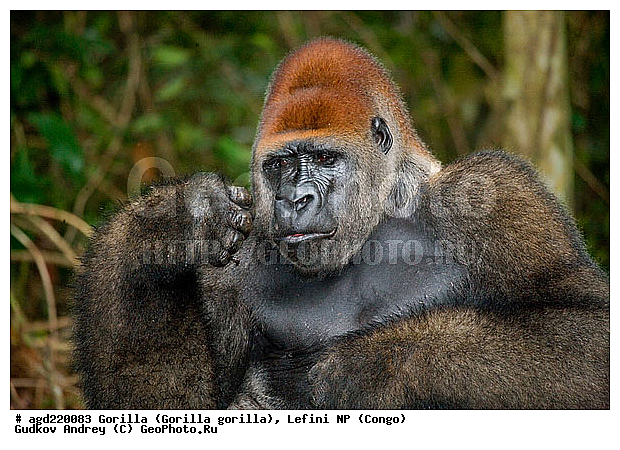 Congo, Gorilla, Gorilla gorilla, Lefini, �������, �����, ������, ��������, ��������, �������������, �������������, �����, �����, XYZ, ��������, Hominidae, �������� �������, Gorilla gorilla