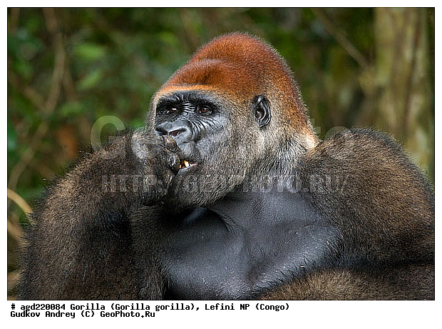 Congo, Gorilla, Gorilla gorilla, Lefini, �������, �����, ������, ��������, ��������, �������������, �������������, �����, �����, XYZ, ��������, Hominidae, �������� �������, Gorilla gorilla
