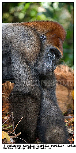 Congo, Gorilla, Gorilla gorilla, Lefini, �������, �����, ������, ��������, ��������, �������������, �������������, �����, �����, XYZ, ��������, Hominidae, �������� �������, Gorilla gorilla