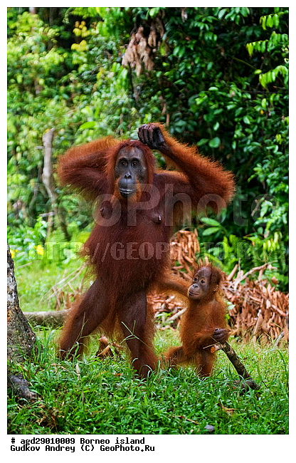 Pongo pygmaeus, ������, ���������, ������ Leakey, ����� Danau Buaya, ��������, ���������, ��������, ��������, �������������, �������������, �����, �����, ��������, Hominidae, ���������� ���������, �������������� ���������, Pongo pygmaeus,  Pithecus wallichii, Pithecus wallacei, ��������, ��������, XYZ