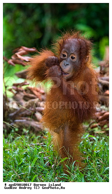 Pongo pygmaeus, ������, �������, ������� ���������, ���������, ������ Leakey, ����� Danau Buaya, ��������, ���������, ��������, ��������, �������������, �������������, �����, �����, ��������, Hominidae, ���������� ���������, �������������� ���������, Pongo pygmaeus,  Pithecus wallichii, Pithecus wallacei, �������, ��������, ��������, XYZ
