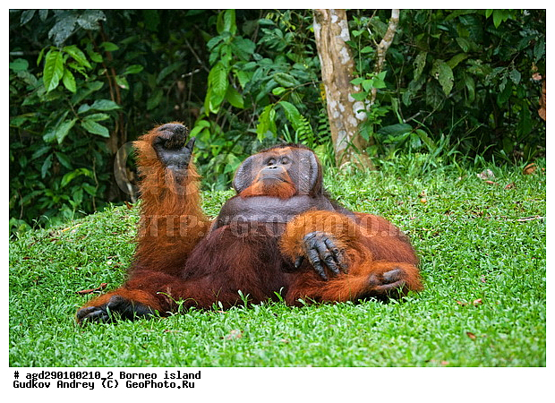 Pongo pygmaeus, ������, ���������, ������ Leakey, ����� Danau Buaya, ��������, ���������, ��������, ��������, �������������, �������������, �����, �����, ��������, Hominidae, ���������� ���������, �������������� ���������, Pongo pygmaeus,  Pithecus wallichii, Pithecus wallacei, ��������, ��������, XYZ