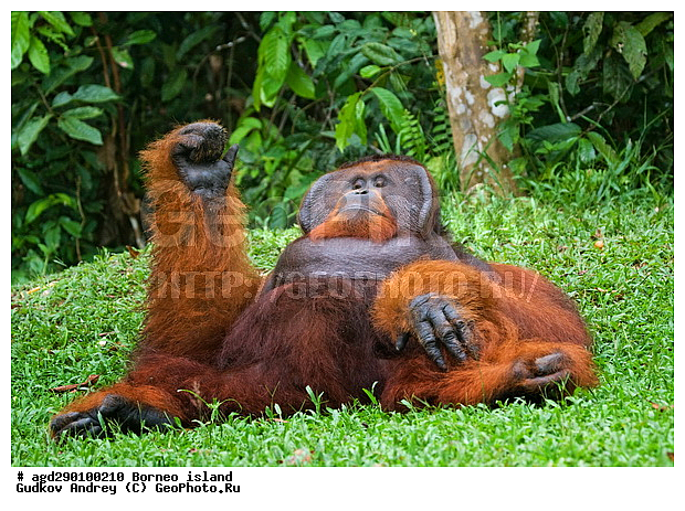 Pongo pygmaeus, ������, ���������, ������ Leakey, ����� Danau Buaya, ��������, ���������, ��������, ��������, �������������, �������������, �����, �����, ��������, Hominidae, ���������� ���������, �������������� ���������, Pongo pygmaeus,  Pithecus wallichii, Pithecus wallacei, ��������, ��������, XYZ