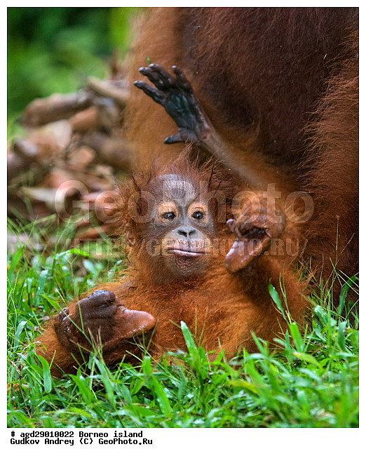 Pongo pygmaeus, ������, �������, ������� ���������, ���������, ������ Leakey, ����� Danau Buaya, ��������, ���������, ��������, ��������, �������������, �������������, �����, �����, ��������, Hominidae, ���������� ���������, �������������� ���������, Pongo pygmaeus,  Pithecus wallichii, Pithecus wallacei, �������, ��������, ��������, XYZ