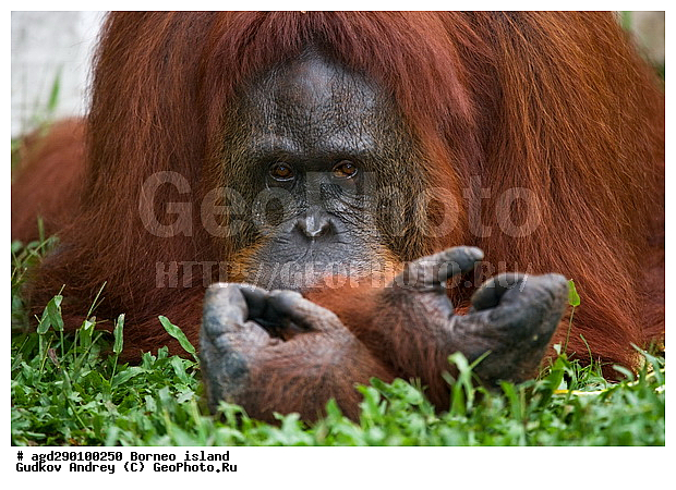 Pongo pygmaeus, ������, ���������, ������ Leakey, ����� Danau Buaya, ��������, ���������, ��������, ��������, �������������, �������������, �����, �����, ��������, Hominidae, ���������� ���������, �������������� ���������, Pongo pygmaeus,  Pithecus wallichii, Pithecus wallacei, ��������, ��������, XYZ
