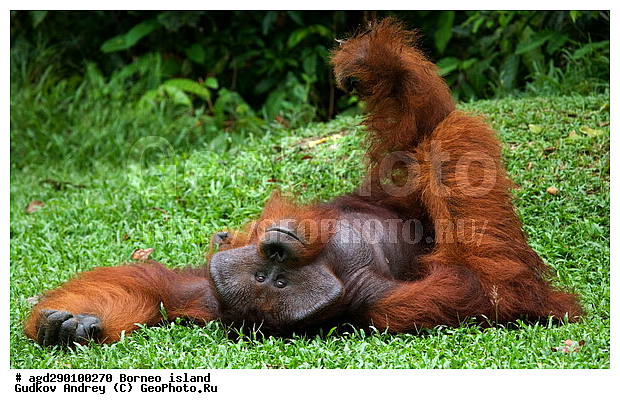 Pongo pygmaeus, ������, ���������, ������ Leakey, ����� Danau Buaya, ��������, ���������, ��������, ��������, �������������, �������������, �����, �����, ��������, Hominidae, ���������� ���������, �������������� ���������, Pongo pygmaeus,  Pithecus wallichii, Pithecus wallacei, ��������, ��������, XYZ