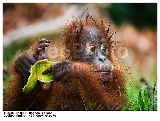 Pongo pygmaeus, ������, �������, ������� ���������, ���������, ������ Leakey, ����� Danau Buaya, ��������, ���������, ��������, ��������, �������������, �������������, �����, �����, ��������, Hominidae, ���������� ���������, �������������� ���������, Pongo pygmaeus,  Pithecus wallichii, Pithecus wallacei, �������, ��������, ��������, XYZ