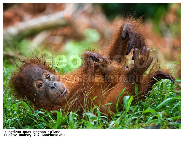 Pongo pygmaeus, ������, �������, ������� ���������, ���������, ������ Leakey, ����� Danau Buaya, ��������, ���������, ��������, ��������, �������������, �������������, �����, �����, ��������, Hominidae, ���������� ���������, �������������� ���������, Pongo pygmaeus,  Pithecus wallichii, Pithecus wallacei, �������, ��������, ��������, XYZ