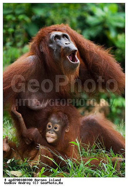 Pongo pygmaeus, ������, ���������, ������ Leakey, ����� Danau Buaya, ��������, ���������, ��������, ��������, �������������, �������������, �����, �����, ��������, Hominidae, ���������� ���������, �������������� ���������, Pongo pygmaeus,  Pithecus wallichii, Pithecus wallacei, ��������, ��������, XYZ