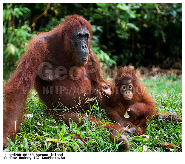 Pongo pygmaeus, ������, ���������, ������ Leakey, ����� Danau Buaya, ��������, ���������, ��������, ��������, �������������, �������������, �����, �����, ��������, Hominidae, ���������� ���������, �������������� ���������, Pongo pygmaeus,  Pithecus wallichii, Pithecus wallacei, ��������, ��������, XYZ