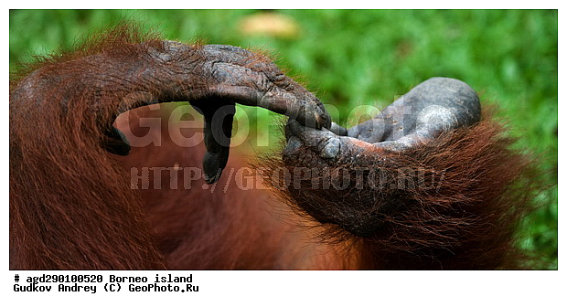 Pongo pygmaeus, ������, ���������, ������ Leakey, ����� Danau Buaya, ��������, ���������, ��������, ��������, �������������, �������������, �����, �����, ��������, Hominidae, ���������� ���������, �������������� ���������, Pongo pygmaeus,  Pithecus wallichii, Pithecus wallacei, �����, �����, ��������, ��������, XYZ