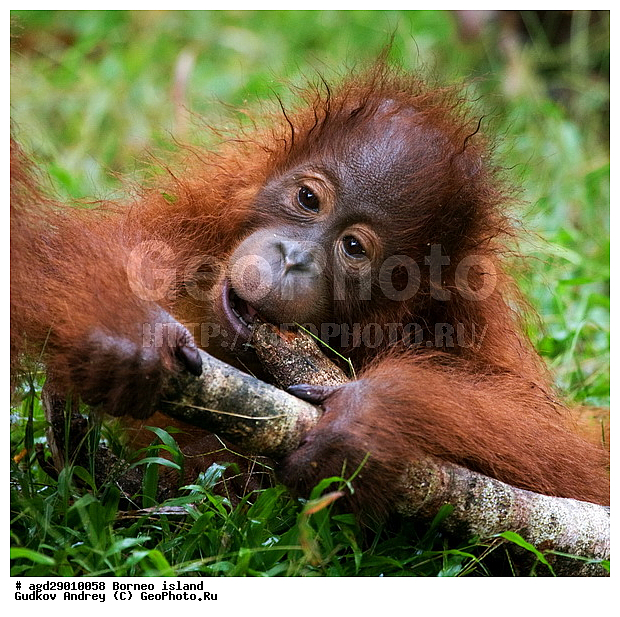 Pongo pygmaeus, ������, �������, ������� ���������, ���������, ������ Leakey, ����� Danau Buaya, ��������, ���������, ��������, ��������, �������������, �������������, �����, �����, ��������, Hominidae, ���������� ���������, �������������� ���������, Pongo pygmaeus,  Pithecus wallichii, Pithecus wallacei, �������, ��������, ��������, XYZ