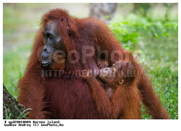 Pongo pygmaeus, ������, ���������, ������ Leakey, ����� Danau Buaya, ��������, ���������, ��������, ��������, �������������, �������������, �����, �����, ��������, Hominidae, ���������� ���������, �������������� ���������, Pongo pygmaeus,  Pithecus wallichii, Pithecus wallacei, ��������, ��������, XYZ