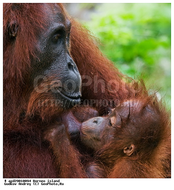 Pongo pygmaeus, ������, ���������, ������ Leakey, ����� Danau Buaya, ��������, ���������, ��������, ��������, �������������, �������������, �����, �����, ��������, Hominidae, ���������� ���������, �������������� ���������, Pongo pygmaeus,  Pithecus wallichii, Pithecus wallacei, ��������, ��������, XYZ