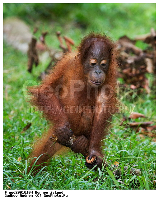 Pongo pygmaeus, ������, �������, ������� ���������, ���������, ������ Leakey, ����� Danau Buaya, ��������, ���������, ��������, ��������, �������������, �������������, �����, �����, ��������, Hominidae, ���������� ���������, �������������� ���������, Pongo pygmaeus,  Pithecus wallichii, Pithecus wallacei, �������, ��������, ��������, XYZ