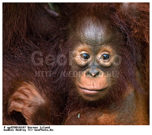 Pongo pygmaeus, ������, ���������, ������ Leakey, ����� Danau Buaya, ��������, ���������, ��������, ��������, �������������, �������������, �����, �����, ��������, Hominidae, ���������� ���������, �������������� ���������, Pongo pygmaeus,  Pithecus wallichii, Pithecus wallacei, ��������, ��������, XYZ