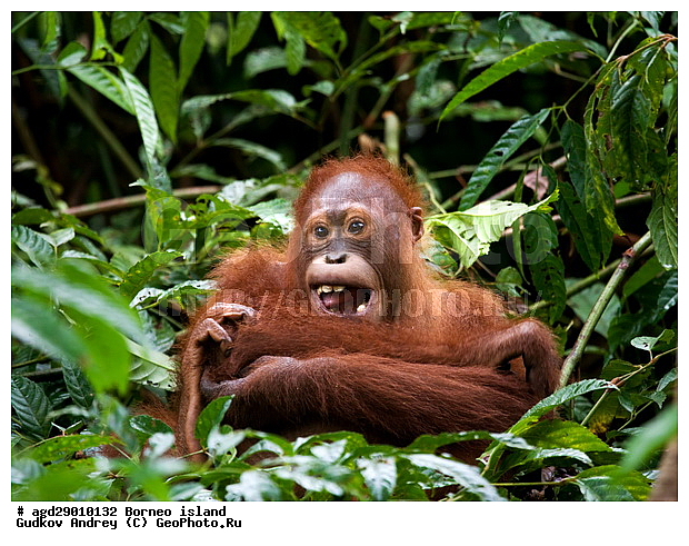 Pongo pygmaeus, ������, �������, ������� ���������, ���������, ������ Leakey, ����� Danau Buaya, ��������, ���������, ��������, ��������, �������������, �������������, �����, �����, ��������, Hominidae, ���������� ���������, �������������� ���������, Pongo pygmaeus,  Pithecus wallichii, Pithecus wallacei, �������, ��������, ��������, XYZ