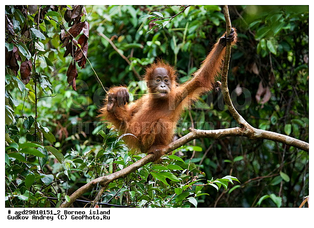 Pongo pygmaeus, ������, �������, ������� ���������, ���������, ������ Leakey, ����� Danau Buaya, ��������, ���������, ��������, ��������, �������������, �������������, �����, �����, ��������, Hominidae, ���������� ���������, �������������� ���������, Pongo pygmaeus,  Pithecus wallichii, Pithecus wallacei, �������, ��������, ��������, XYZ