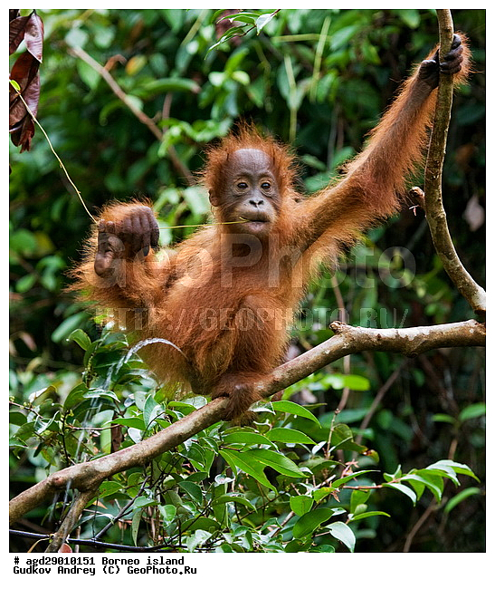 Pongo pygmaeus, ������, �������, ������� ���������, ���������, ������ Leakey, ����� Danau Buaya, ��������, ���������, ��������, ��������, �������������, �������������, �����, �����, ��������, Hominidae, ���������� ���������, �������������� ���������, Pongo pygmaeus,  Pithecus wallichii, Pithecus wallacei, �������, ��������, ��������, XYZ