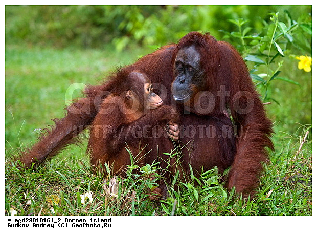Pongo pygmaeus, ������, ���������, ������ Leakey, ����� Danau Buaya, ��������, ���������, ��������, ��������, �������������, �������������, �����, �����, ��������, Hominidae, ���������� ���������, �������������� ���������, Pongo pygmaeus,  Pithecus wallichii, Pithecus wallacei, ��������, ��������, XYZ