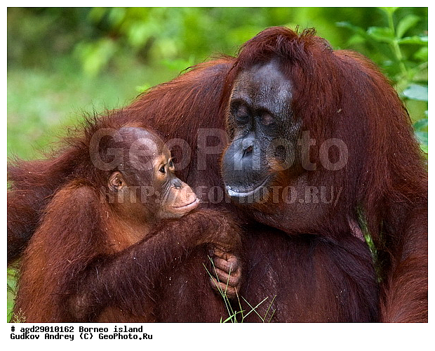 Pongo pygmaeus, ������, ���������, ������ Leakey, ����� Danau Buaya, ��������, ���������, ��������, ��������, �������������, �������������, �����, �����, ��������, Hominidae, ���������� ���������, �������������� ���������, Pongo pygmaeus,  Pithecus wallichii, Pithecus wallacei, ��������, ��������, XYZ