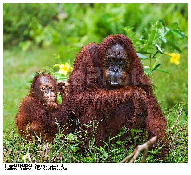 Pongo pygmaeus, ������, ���������, ������ Leakey, ����� Danau Buaya, ��������, ���������, ��������, ��������, �������������, �������������, �����, �����, ��������, Hominidae, ���������� ���������, �������������� ���������, Pongo pygmaeus,  Pithecus wallichii, Pithecus wallacei, ��������, ��������, XYZ