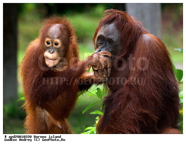 Pongo pygmaeus, ������, ���������, ������ Leakey, ����� Danau Buaya, ��������, ���������, ��������, ��������, �������������, �������������, �����, �����, ��������, Hominidae, ���������� ���������, �������������� ���������, Pongo pygmaeus,  Pithecus wallichii, Pithecus wallacei, ��������, ��������, XYZ