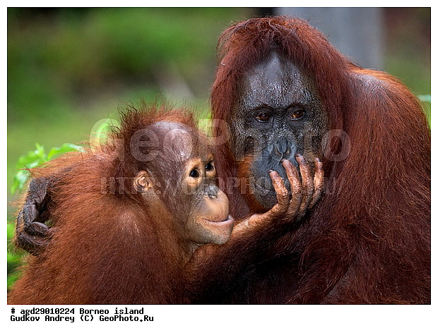 Pongo pygmaeus, ������, ���������, ������ Leakey, ����� Danau Buaya, ������, ����, ��������, ���������, ����, ���������, ��������, ��������, �������������, �������������, �����, �����, ��������, Hominidae, ���������� ���������, �������������� ���������, Pongo pygmaeus,  Pithecus wallichii, Pithecus wallacei, ��������, ��������, XYZ