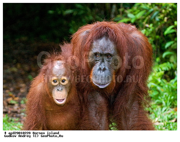 Pongo pygmaeus, ������, ���������, ������ Leakey, ����� Danau Buaya, ��������, ���������, ��������, ��������, �������������, �������������, �����, �����, ��������, Hominidae, ���������� ���������, �������������� ���������, Pongo pygmaeus,  Pithecus wallichii, Pithecus wallacei, ��������, ��������, XYZ