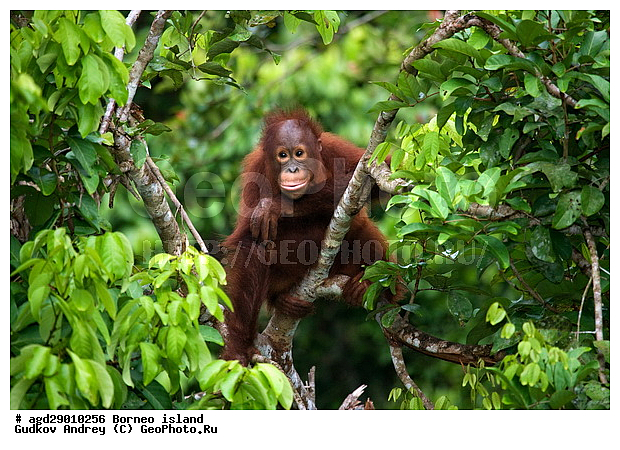 Pongo pygmaeus, ������, �������, ������� ���������, ���������, ������ Leakey, ����� Danau Buaya, ��������, ���������, ��������, ��������, �������������, �������������, �����, �����, ��������, Hominidae, ���������� ���������, �������������� ���������, Pongo pygmaeus,  Pithecus wallichii, Pithecus wallacei, �������, ��������, ��������, XYZ