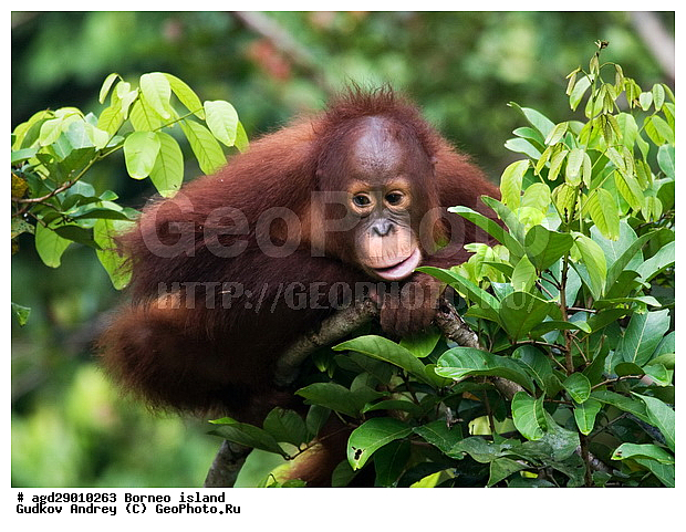 Pongo pygmaeus, ������, �������, ������� ���������, ���������, ������ Leakey, ����� Danau Buaya, ��������, ���������, ��������, ��������, �������������, �������������, �����, �����, ��������, Hominidae, ���������� ���������, �������������� ���������, Pongo pygmaeus,  Pithecus wallichii, Pithecus wallacei, �������, ��������, ��������, XYZ
