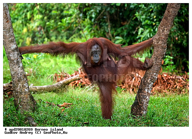Pongo pygmaeus, ������, �������, ������� ���������, ���������, ������ Leakey, ����� Danau Buaya, ��������, ���������, ��������, ��������, �������������, �������������, �����, �����, ��������, Hominidae, ���������� ���������, �������������� ���������, Pongo pygmaeus,  Pithecus wallichii, Pithecus wallacei, �������, ��������, ��������, XYZ