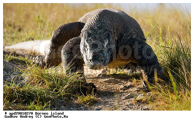 Varanus komodoensis, ���������, ��������� �����, ������ �����, �����, ��������, ��������, ��������������, ��������������, ��������, ��������, �������, �������, XYZ, ���������, Varanidae, ��������� �����, ���������� ������������� �����, ����������� �����, Varanus komodoensis