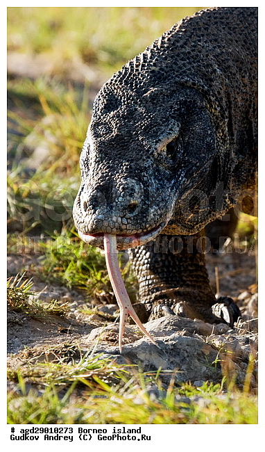 Varanus komodoensis, ���������, ��������� �����, ������ �����, �����, ��������, ��������, ��������������, ��������������, ��������, ��������, �������, �������, XYZ, ���������, Varanidae, ��������� �����, ���������� ������������� �����, ����������� �����, Varanus komodoensis