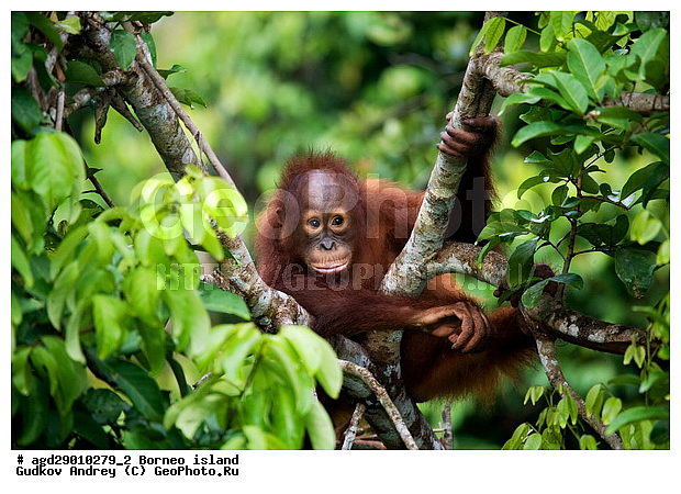 Pongo pygmaeus, ������, �������, ������� ���������, ���������, ������ Leakey, ����� Danau Buaya, ��������, ���������, ��������, ��������, �������������, �������������, �����, �����, ��������, Hominidae, ���������� ���������, �������������� ���������, Pongo pygmaeus,  Pithecus wallichii, Pithecus wallacei, �������, ��������, ��������, XYZ