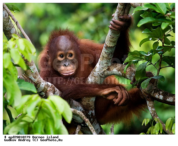 Pongo pygmaeus, ������, �������, ������� ���������, ���������, ������ Leakey, ����� Danau Buaya, ��������, ���������, ��������, ��������, �������������, �������������, �����, �����, ��������, Hominidae, ���������� ���������, �������������� ���������, Pongo pygmaeus,  Pithecus wallichii, Pithecus wallacei, �������, ��������, ��������, XYZ