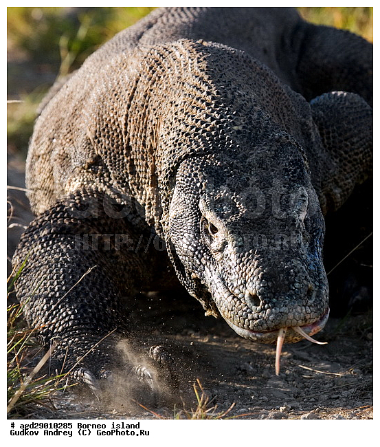 Varanus komodoensis, ���������, ��������� �����, ������ �����, �����, ��������, ��������, ��������������, ��������������, ��������, ��������, �������, �������, XYZ, ���������, Varanidae, ��������� �����, ���������� ������������� �����, ����������� �����, Varanus komodoensis