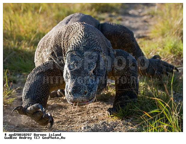 Varanus komodoensis, ���������, ��������� �����, ������ �����, �����, ��������, ��������, ��������������, ��������������, ��������, ��������, �������, �������, XYZ, ���������, Varanidae, ��������� �����, ���������� ������������� �����, ����������� �����, Varanus komodoensis