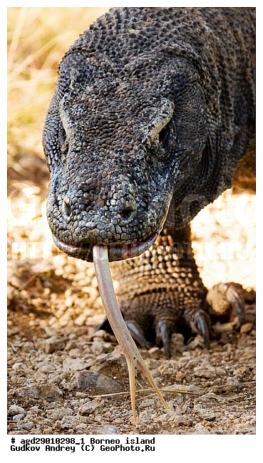 Varanus komodoensis, ���������, ��������� �����, ������ �����, �����, ��������, ��������, ��������������, ��������������, ��������, ��������, �������, �������, XYZ, ���������, Varanidae, ��������� �����, ���������� ������������� �����, ����������� �����, Varanus komodoensis