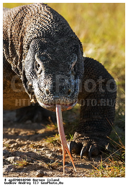 Varanus komodoensis, ���������, ��������� �����, ������ �����, �����, ��������, ��������, ��������������, ��������������, ��������, ��������, �������, �������, XYZ, ���������, Varanidae, ��������� �����, ���������� ������������� �����, ����������� �����, Varanus komodoensis