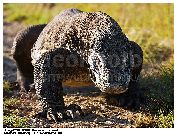 Varanus komodoensis, ���������, ��������� �����, ������ �����, �����, ��������, ��������, ��������������, ��������������, ��������, ��������, �������, �������, XYZ, ���������, Varanidae, ��������� �����, ���������� ������������� �����, ����������� �����, Varanus komodoensis