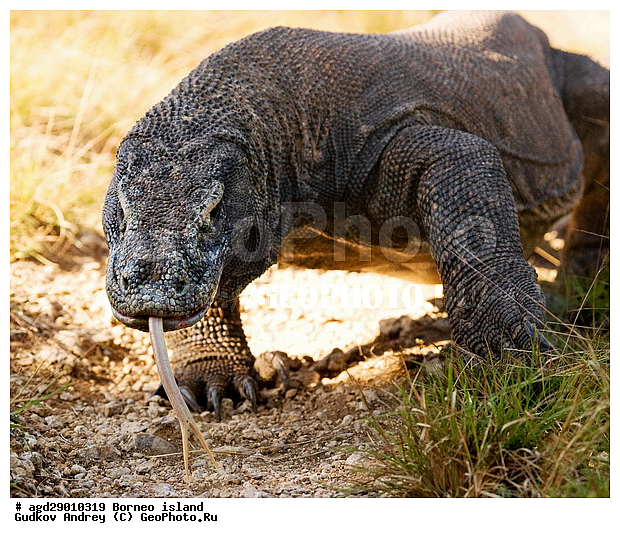 Varanus komodoensis, ���������, ��������� �����, ������ �����, �����, ��������, ��������, ��������������, ��������������, ��������, ��������, �������, �������, XYZ, ���������, Varanidae, ��������� �����, ���������� ������������� �����, ����������� �����, Varanus komodoensis