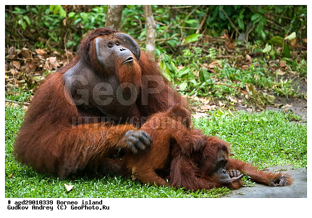 Pongo pygmaeus, ������, ���������, ������ Leakey, ����� Danau Buaya, ��������, ���������, ��������, ��������, �������������, �������������, �����, �����, ��������, Hominidae, ���������� ���������, �������������� ���������, Pongo pygmaeus,  Pithecus wallichii, Pithecus wallacei, ��������, ��������, XYZ